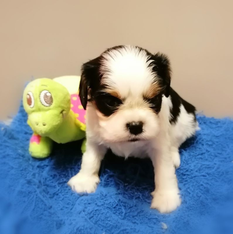 D'Ez Mortes Terres - Chiots disponibles - Cavalier King Charles Spaniel