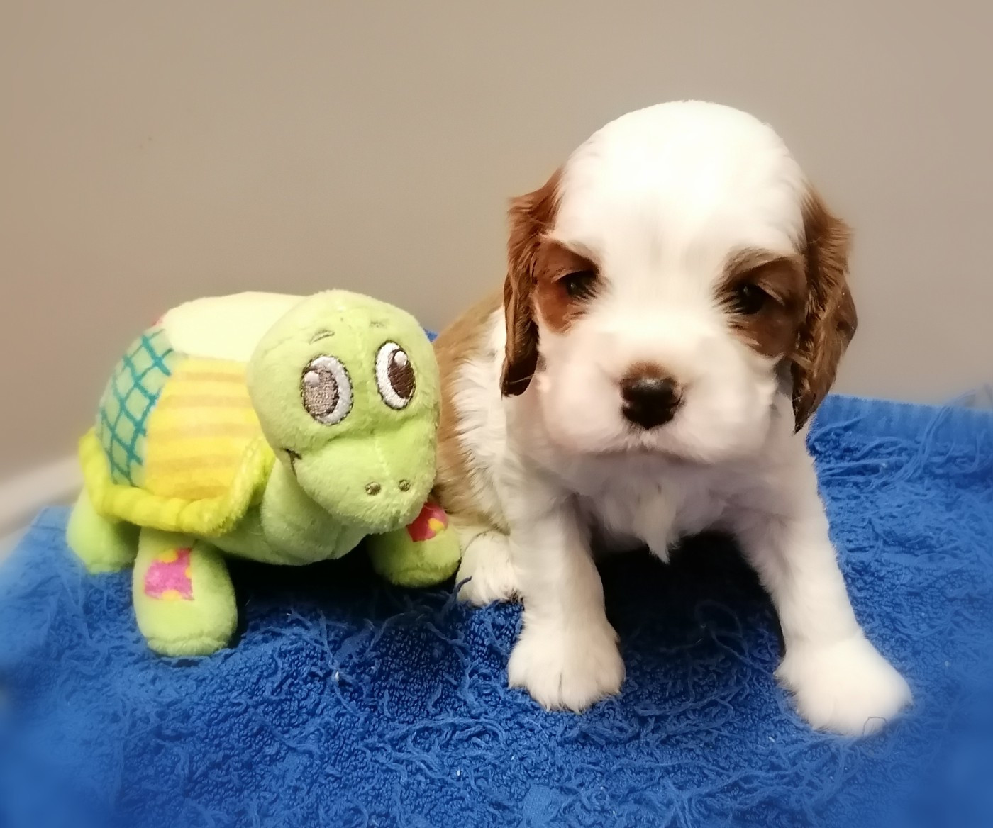 D'Ez Mortes Terres - Chiots disponibles - Cavalier King Charles Spaniel