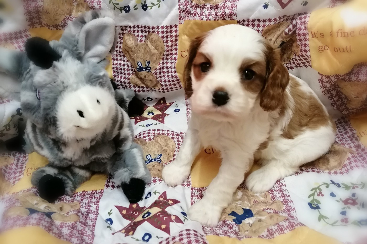 D'Ez Mortes Terres - Chiots disponibles - Cavalier King Charles Spaniel