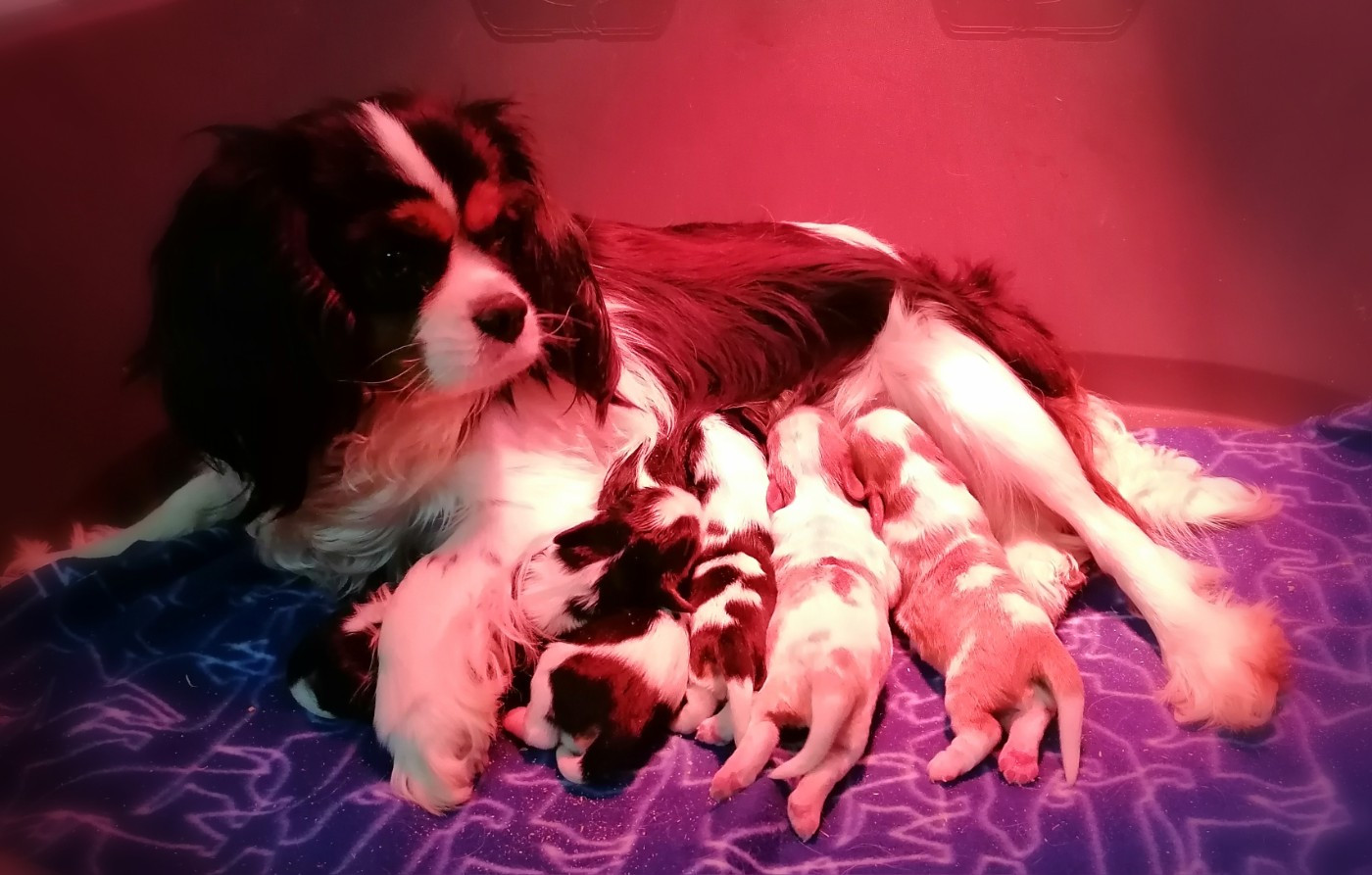 D'Ez Mortes Terres - Cavalier King Charles Spaniel - Portée née le 14/02/2026