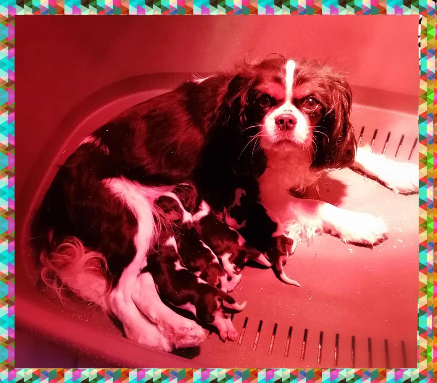 D'Ez Mortes Terres - Chiots disponibles - Cavalier King Charles Spaniel