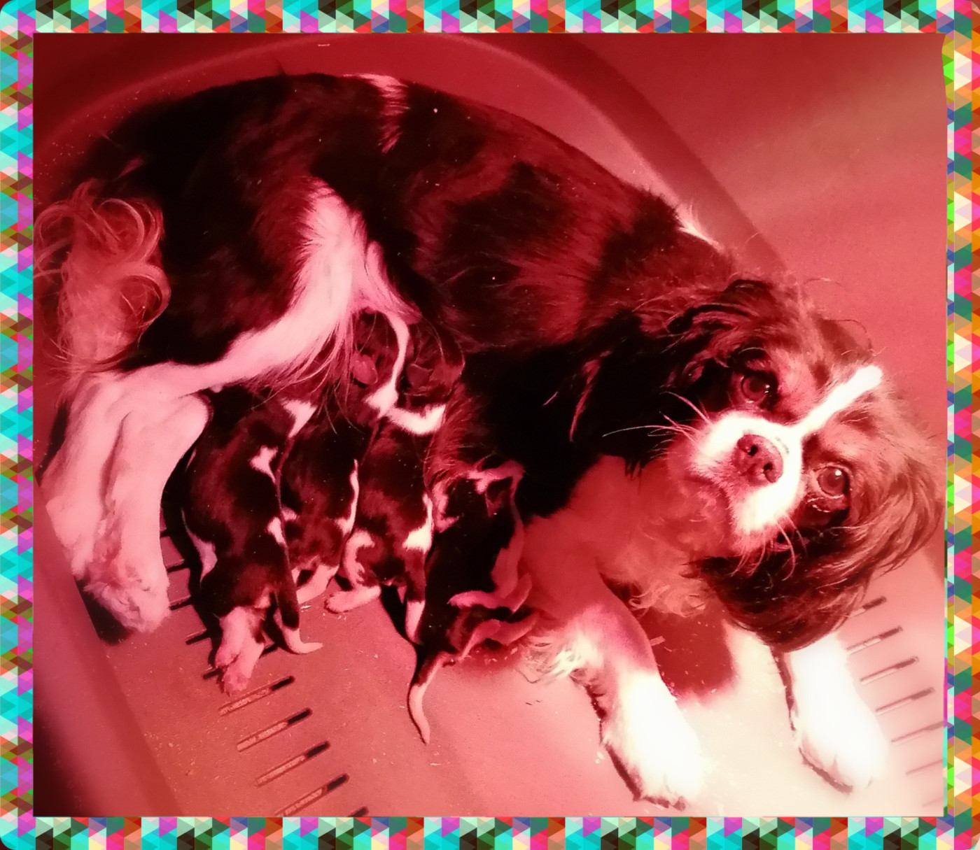 D'Ez Mortes Terres - Chiots disponibles - Cavalier King Charles Spaniel