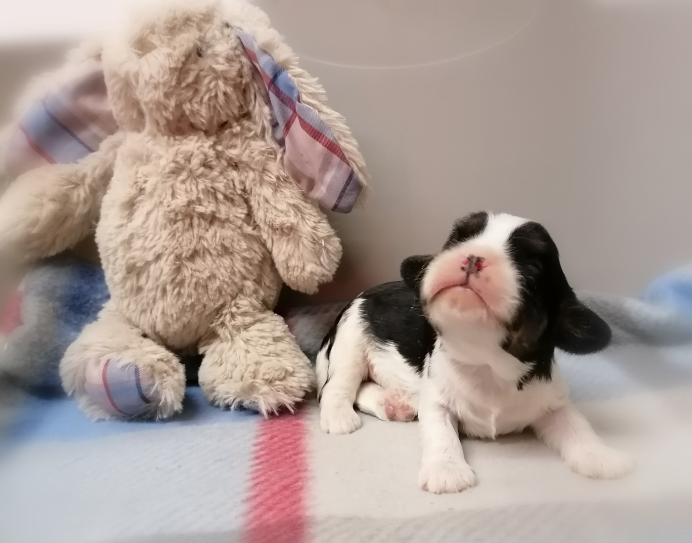 D'Ez Mortes Terres - Chiots disponibles - Cavalier King Charles Spaniel