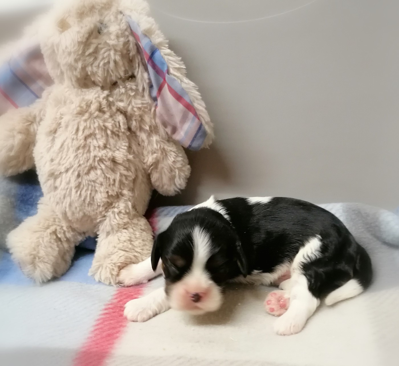 D'Ez Mortes Terres - Chiots disponibles - Cavalier King Charles Spaniel