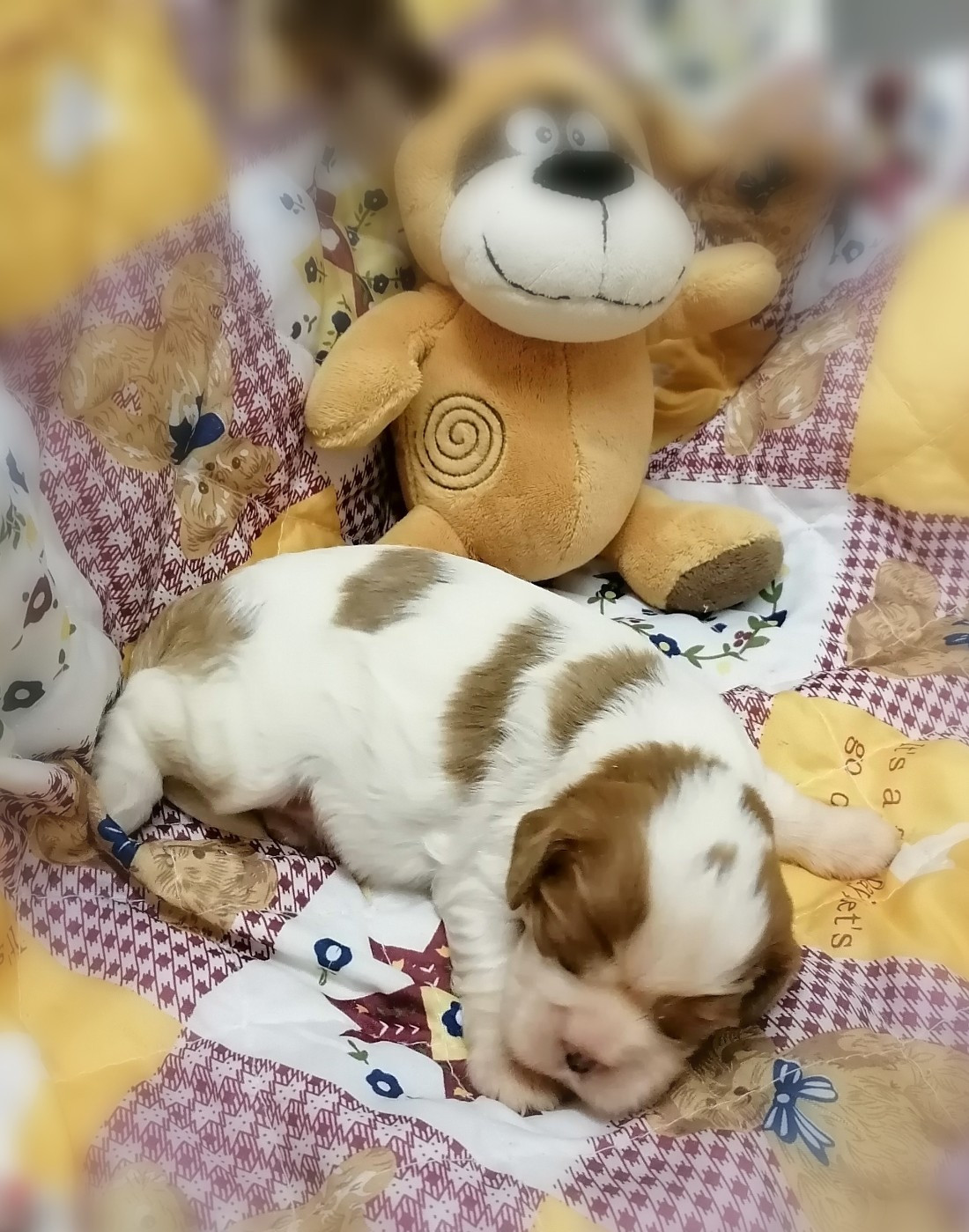 D'Ez Mortes Terres - Chiots disponibles - Cavalier King Charles Spaniel