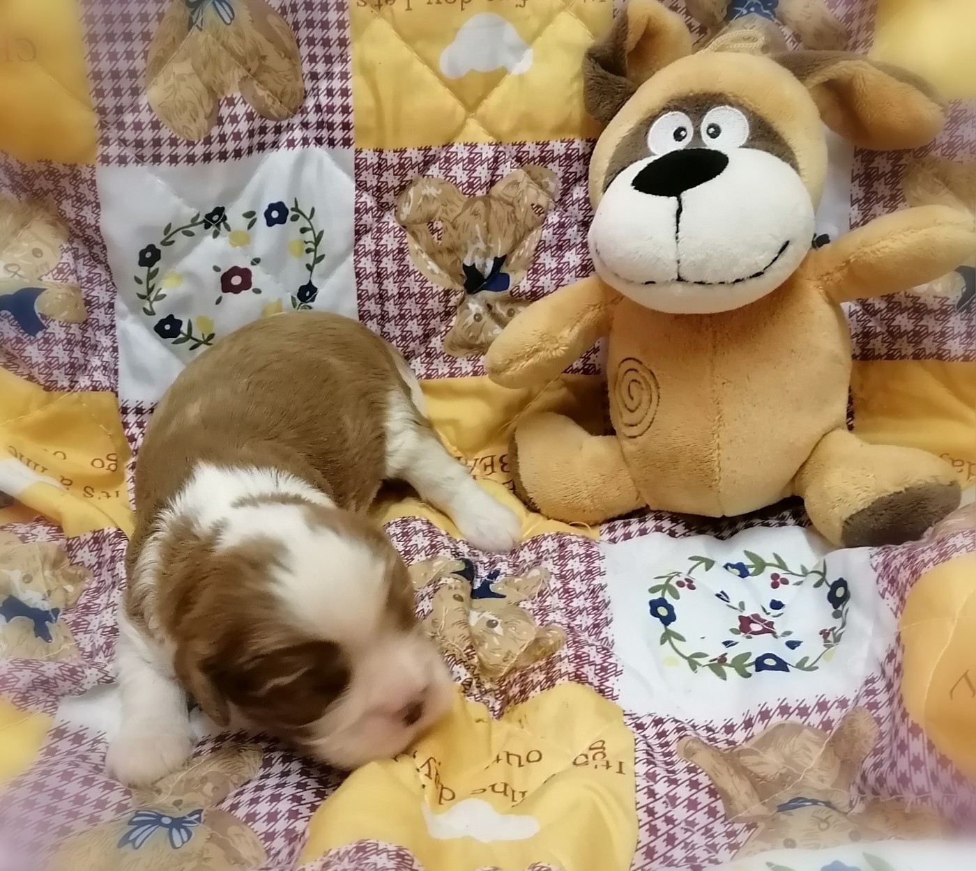 D'Ez Mortes Terres - Chiots disponibles - Cavalier King Charles Spaniel