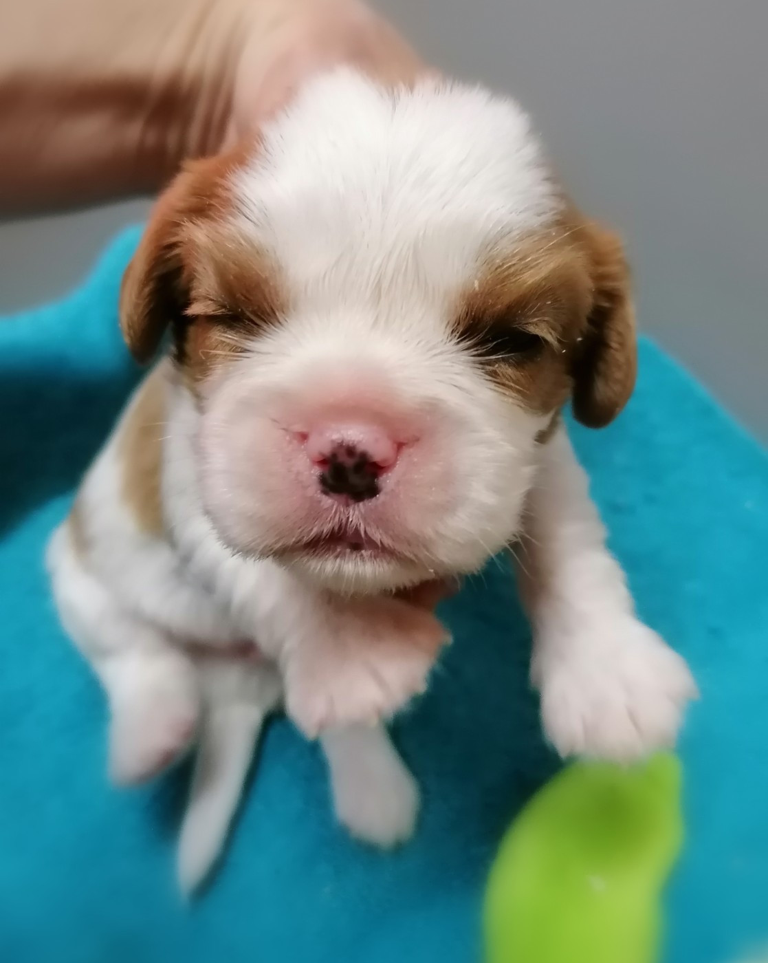 D'Ez Mortes Terres - Chiots disponibles - Cavalier King Charles Spaniel