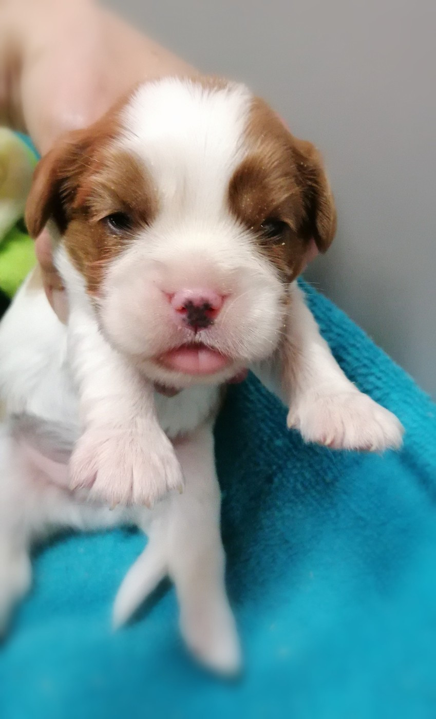 D'Ez Mortes Terres - Chiots disponibles - Cavalier King Charles Spaniel