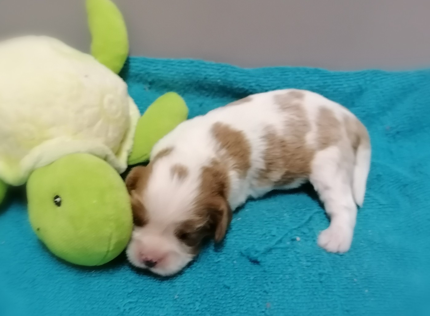 D'Ez Mortes Terres - Chiots disponibles - Cavalier King Charles Spaniel