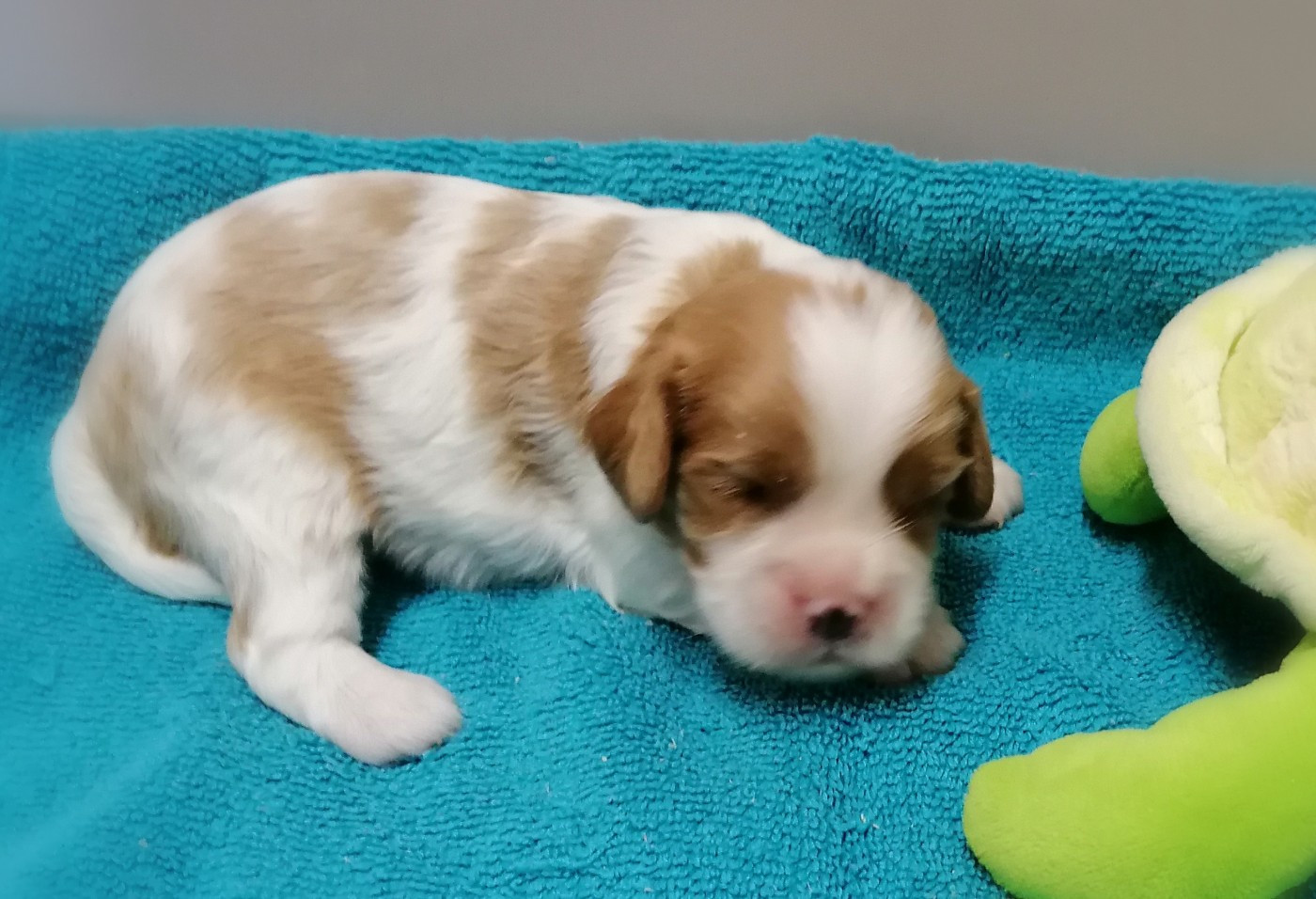 D'Ez Mortes Terres - Chiots disponibles - Cavalier King Charles Spaniel