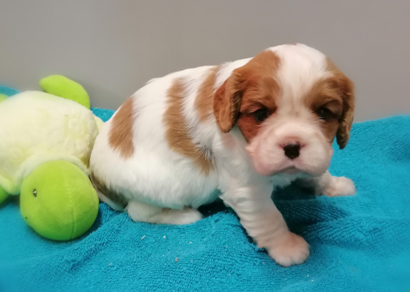 D'Ez Mortes Terres - Chiots disponibles - Cavalier King Charles Spaniel