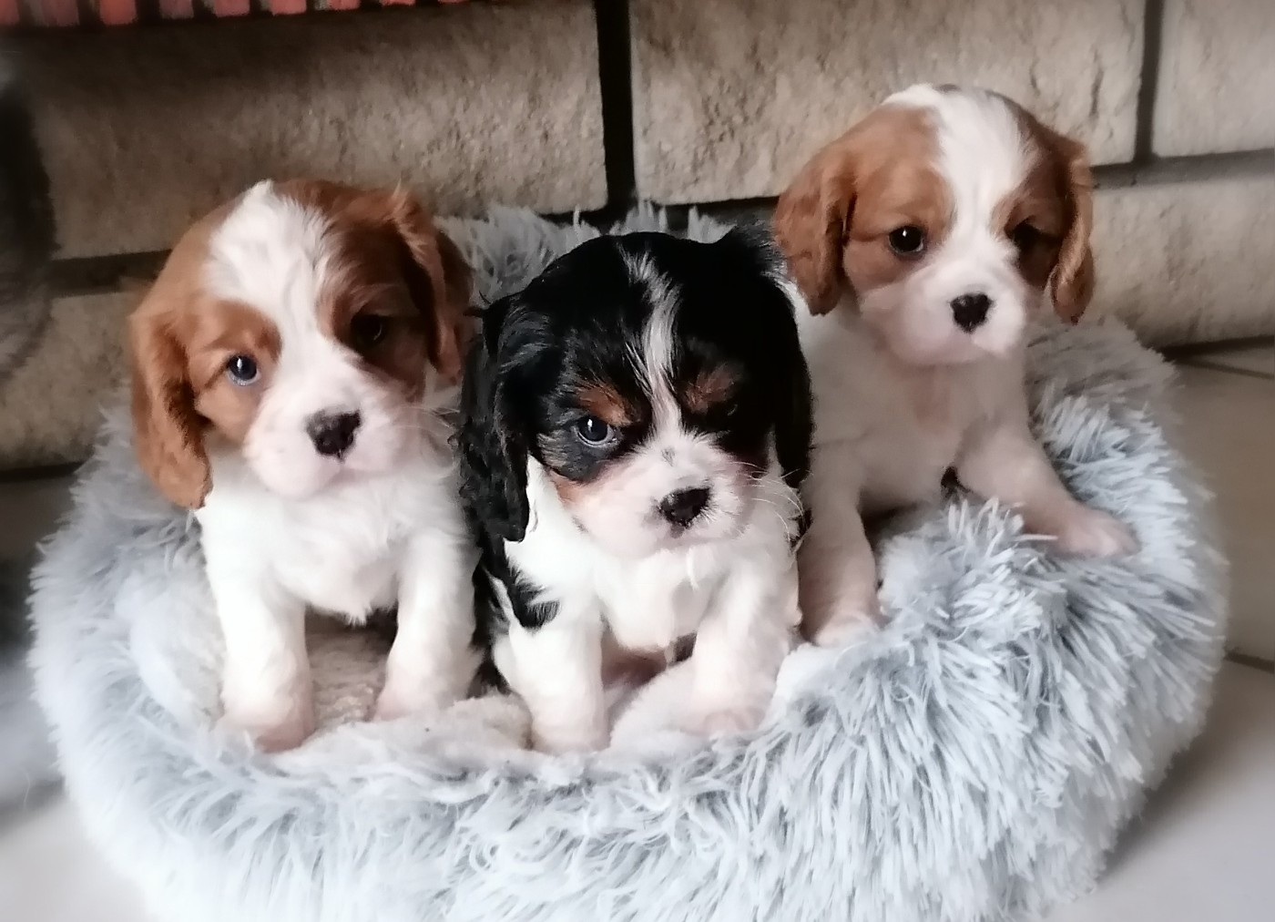 D'Ez Mortes Terres - Chiots disponibles - Cavalier King Charles Spaniel
