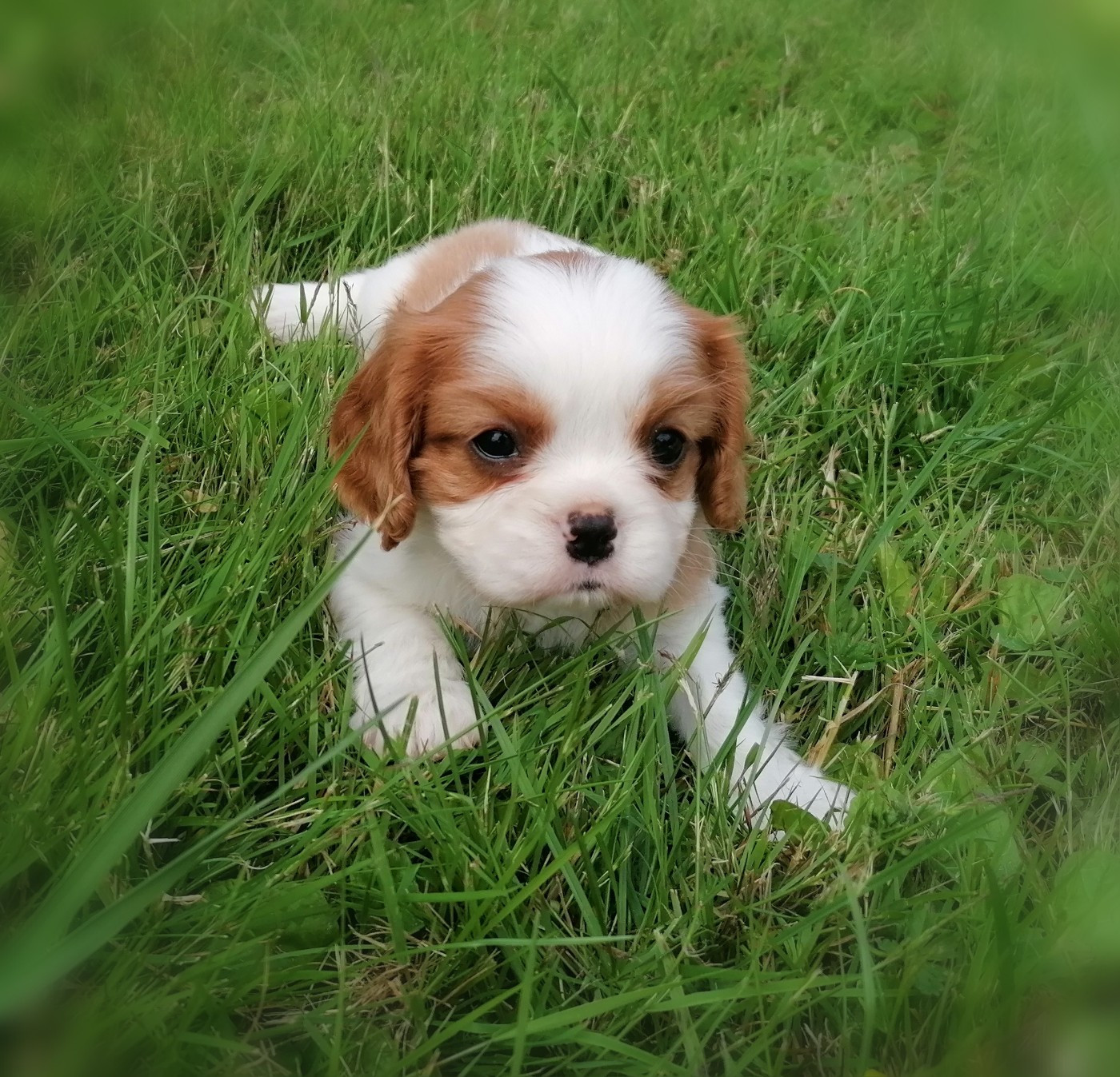 D'Ez Mortes Terres - Cavalier King Charles Spaniel - Portée née le 13/05/2026