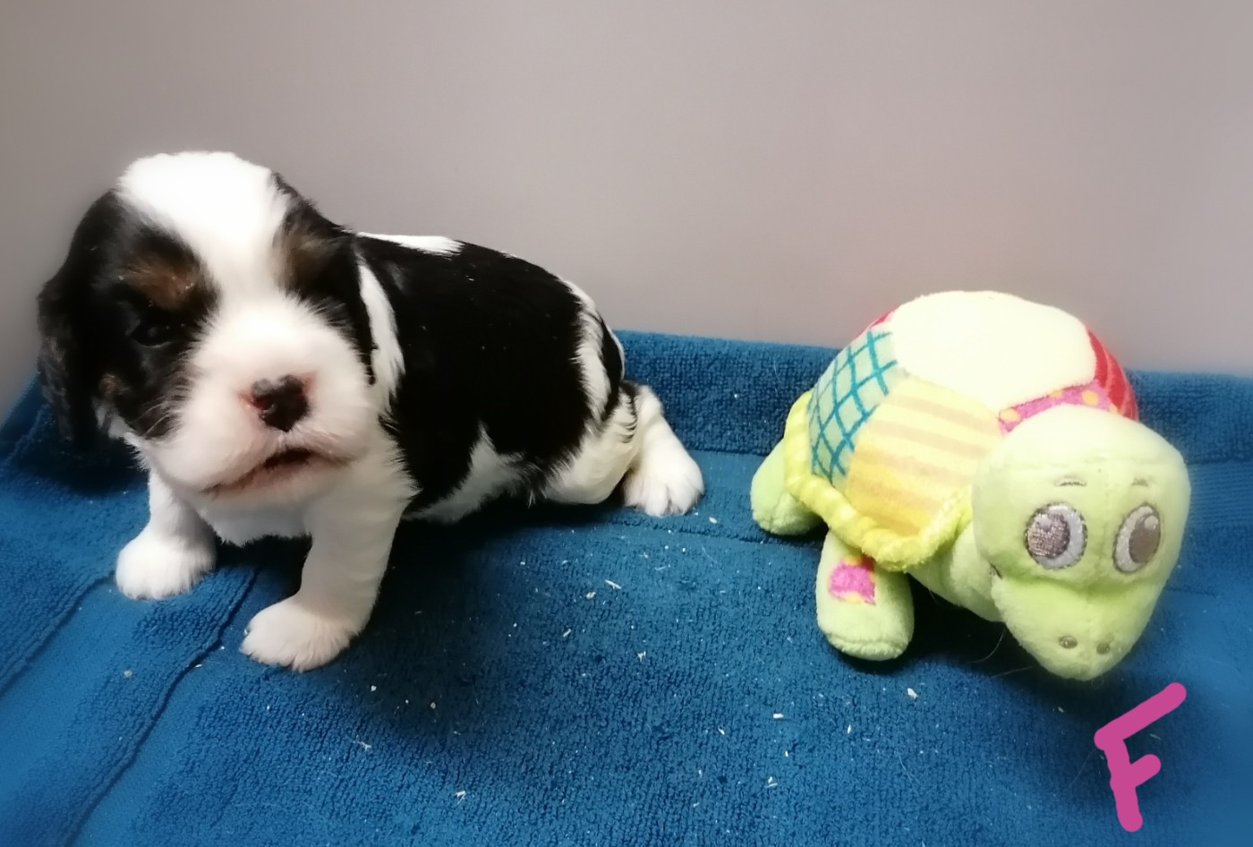 D'Ez Mortes Terres - Chiots disponibles - Cavalier King Charles Spaniel