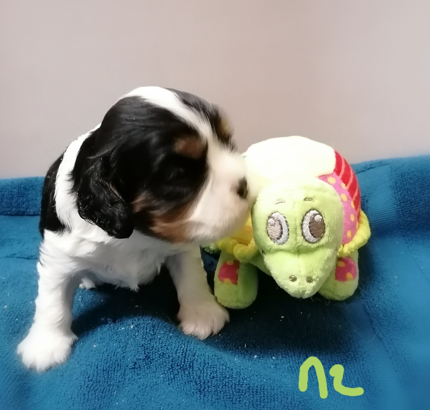 D'Ez Mortes Terres - Chiots disponibles - Cavalier King Charles Spaniel