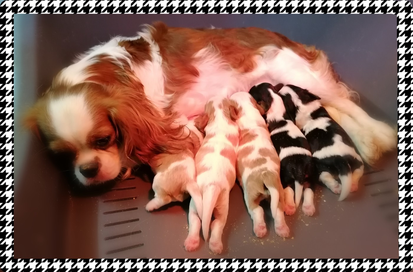 D'Ez Mortes Terres - Cavalier King Charles Spaniel - Portée née le 18/07/2026