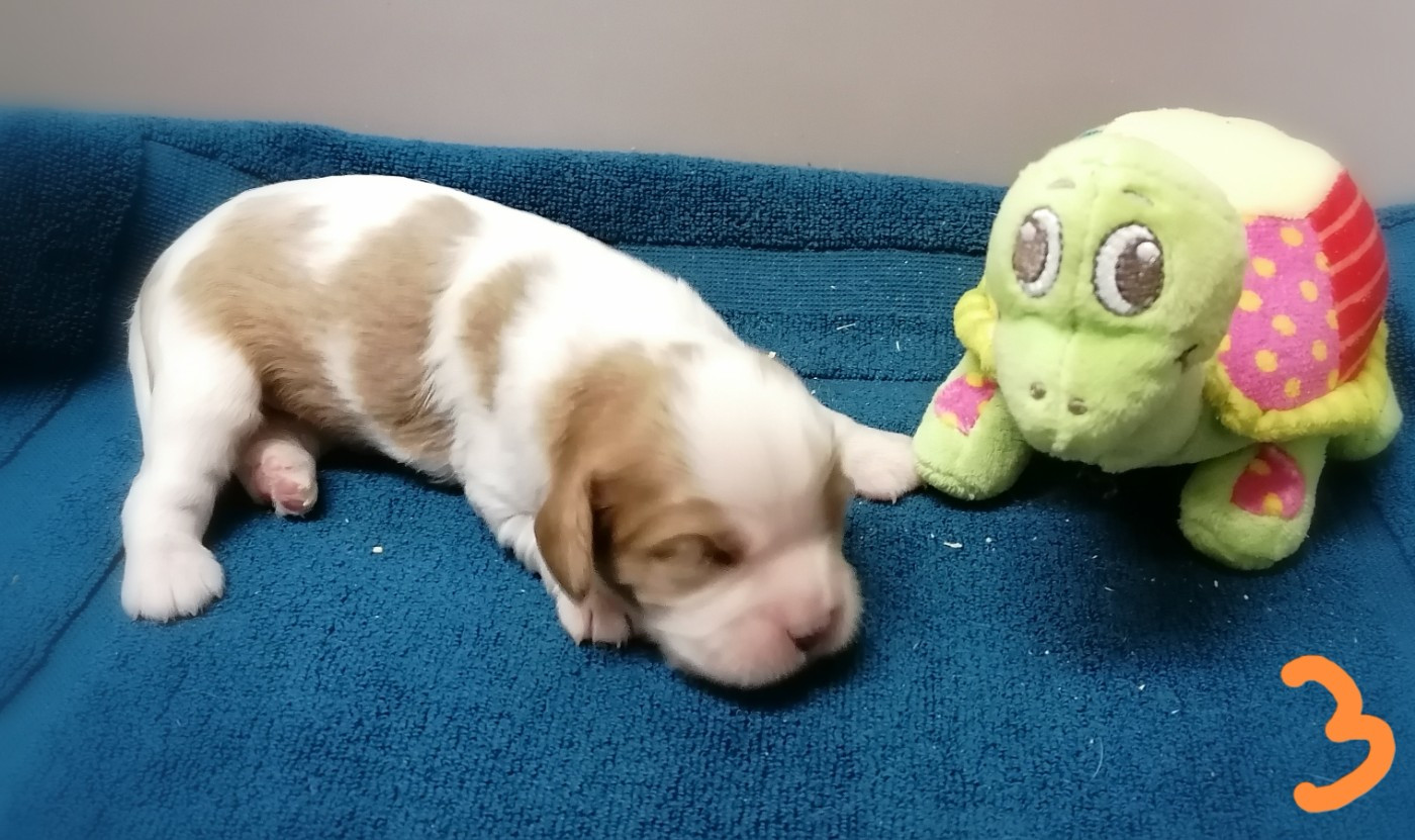 D'Ez Mortes Terres - Chiots disponibles - Cavalier King Charles Spaniel