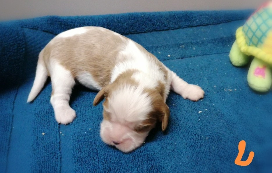 D'Ez Mortes Terres - Chiots disponibles - Cavalier King Charles Spaniel