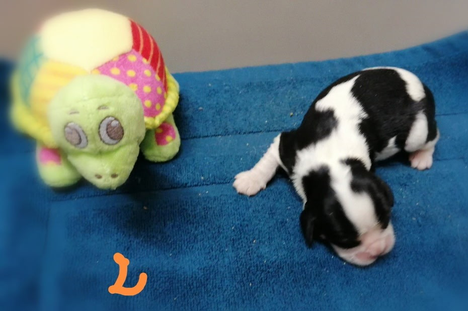 D'Ez Mortes Terres - Chiots disponibles - Cavalier King Charles Spaniel