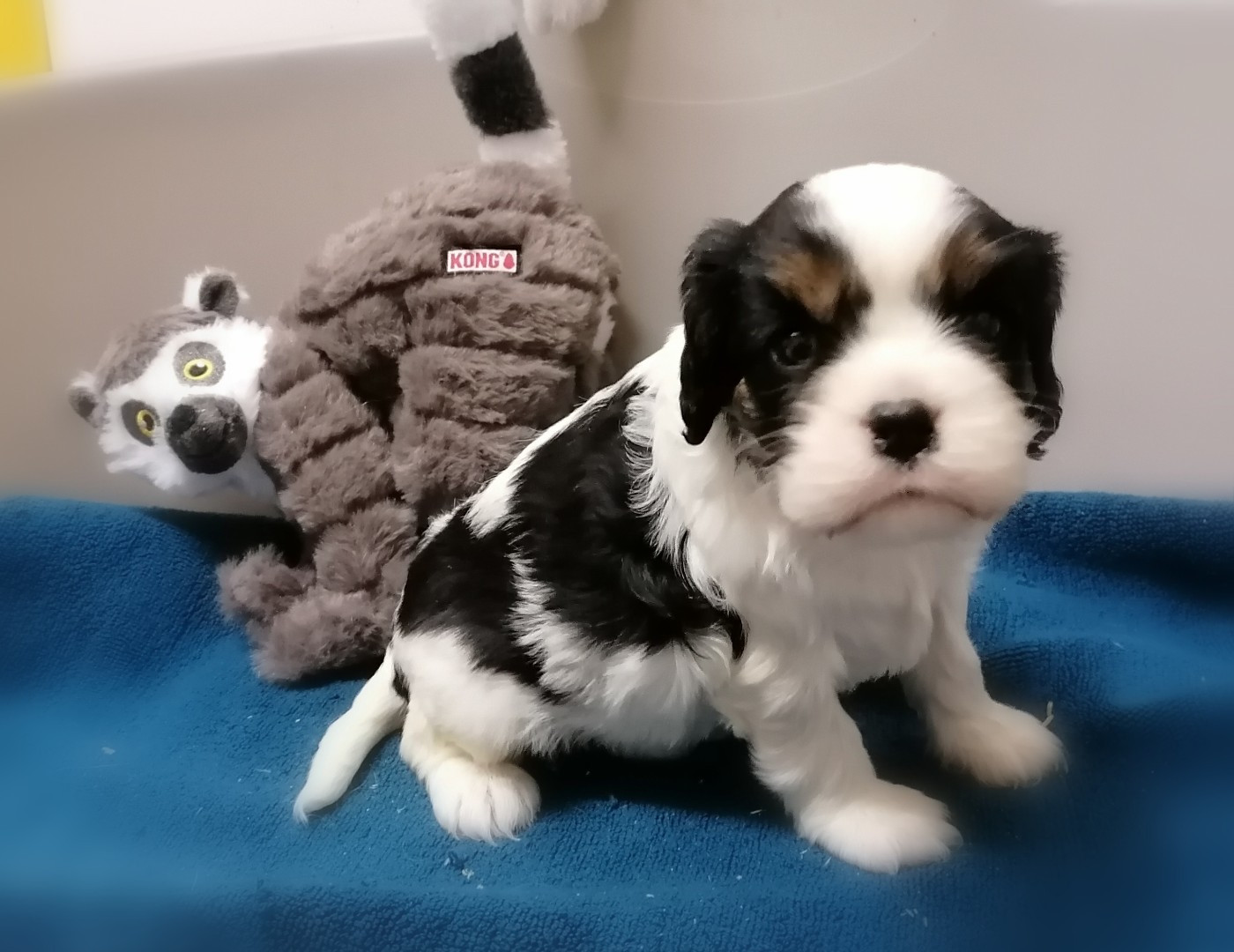 D'Ez Mortes Terres - Chiots disponibles - Cavalier King Charles Spaniel