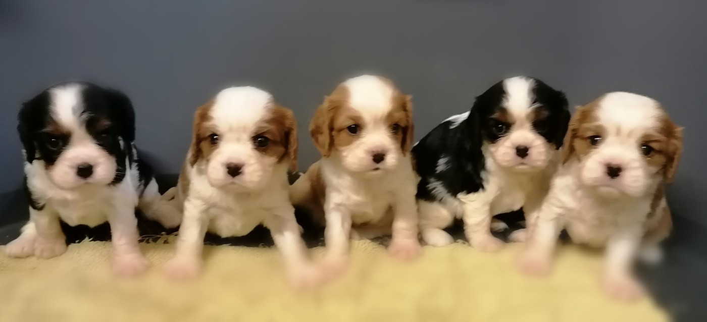 D'Ez Mortes Terres - Chiots disponibles - Cavalier King Charles Spaniel