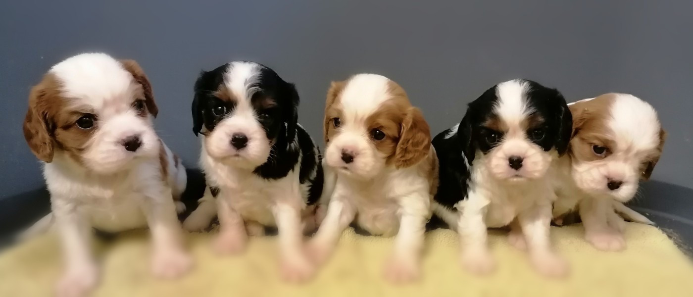 D'Ez Mortes Terres - Chiots disponibles - Cavalier King Charles Spaniel