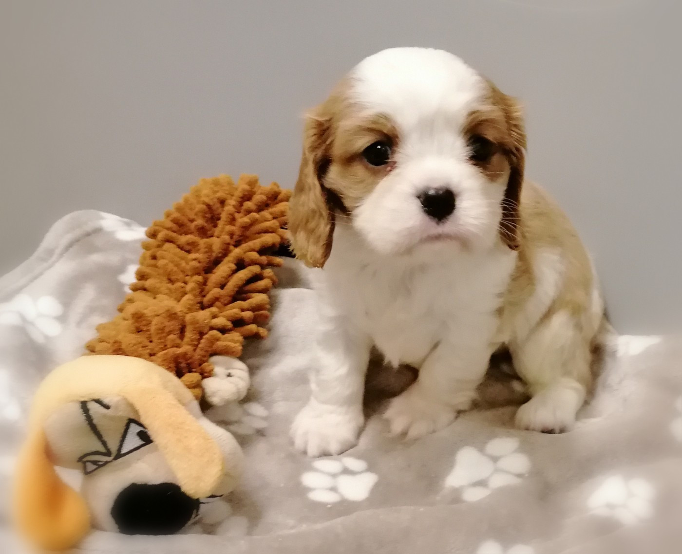 D'Ez Mortes Terres - Chiots disponibles - Cavalier King Charles Spaniel