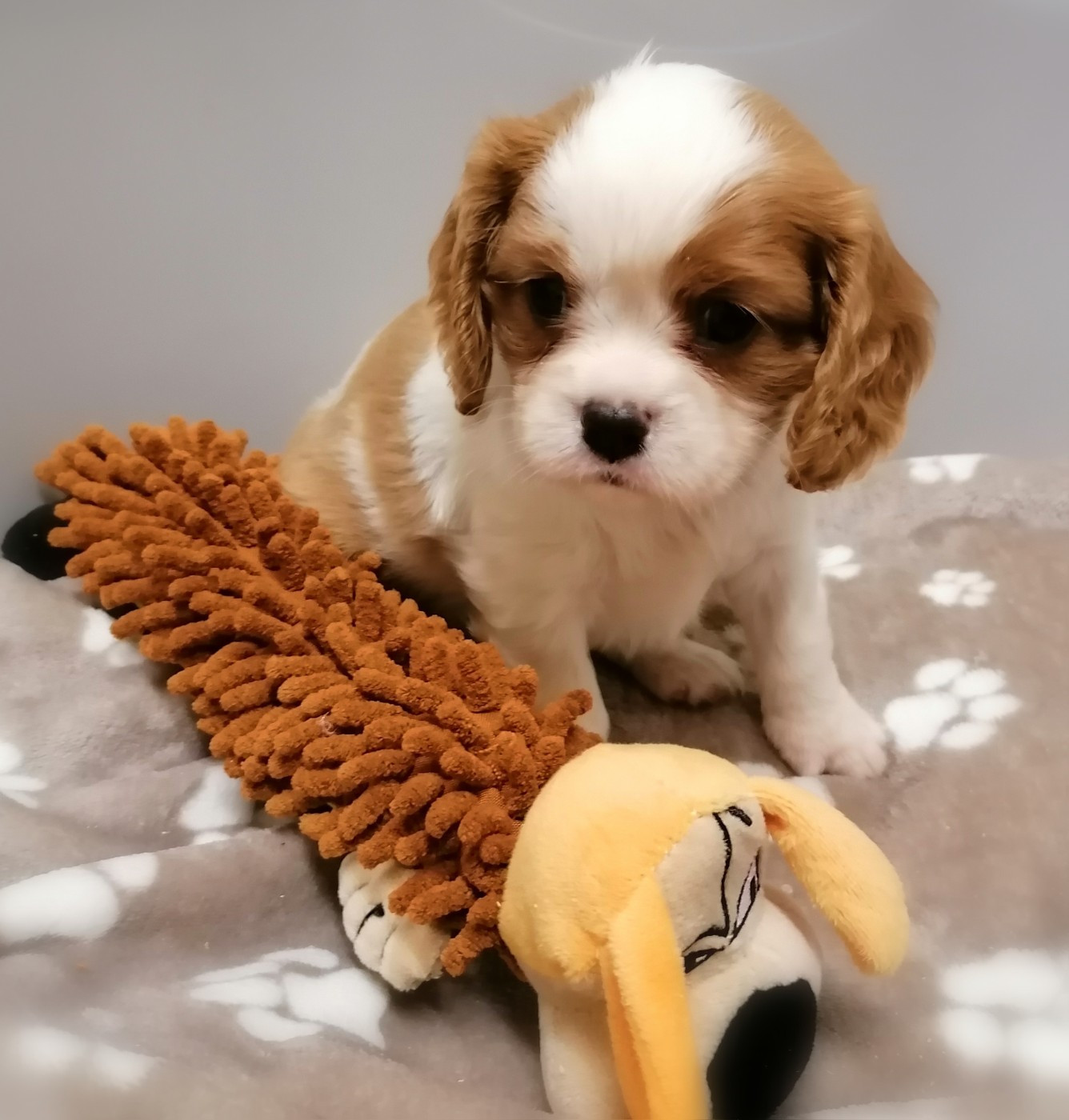 D'Ez Mortes Terres - Chiots disponibles - Cavalier King Charles Spaniel