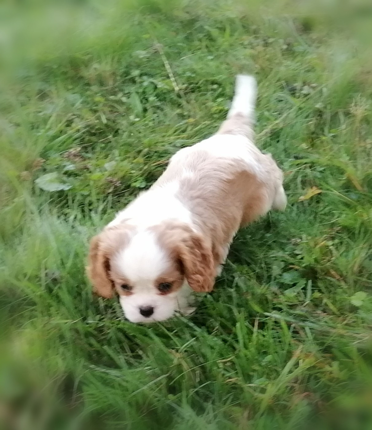D'Ez Mortes Terres - Chiots disponibles - Cavalier King Charles Spaniel