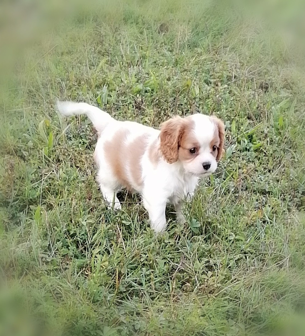 D'Ez Mortes Terres - Chiots disponibles - Cavalier King Charles Spaniel