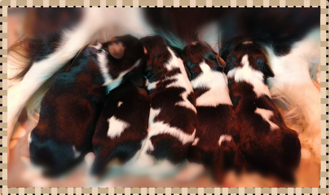 D'Ez Mortes Terres - Chiots disponibles - Cavalier King Charles Spaniel