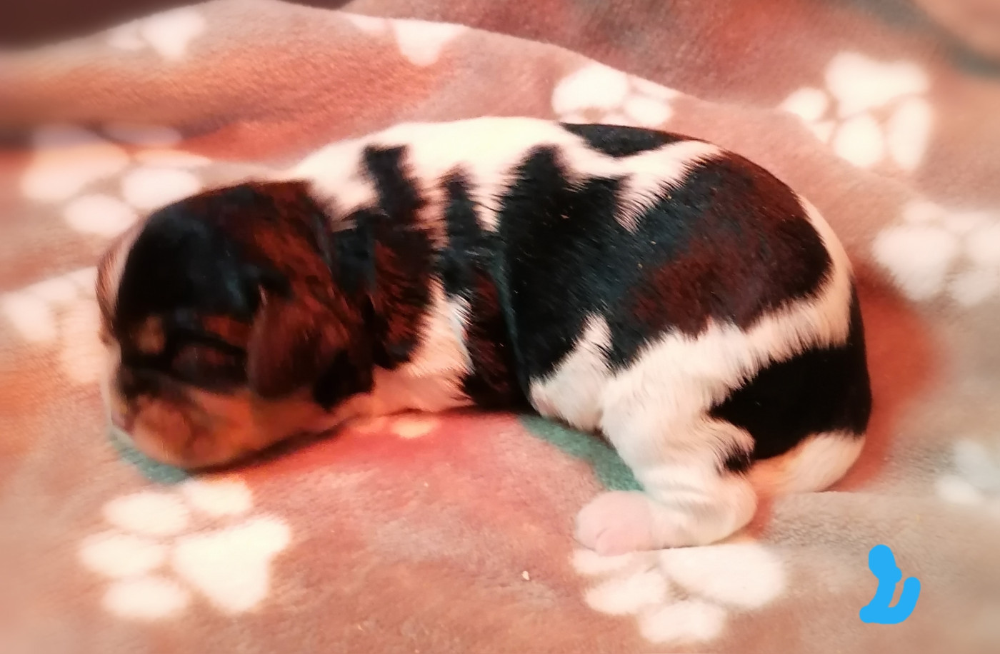 D'Ez Mortes Terres - Chiots disponibles - Cavalier King Charles Spaniel