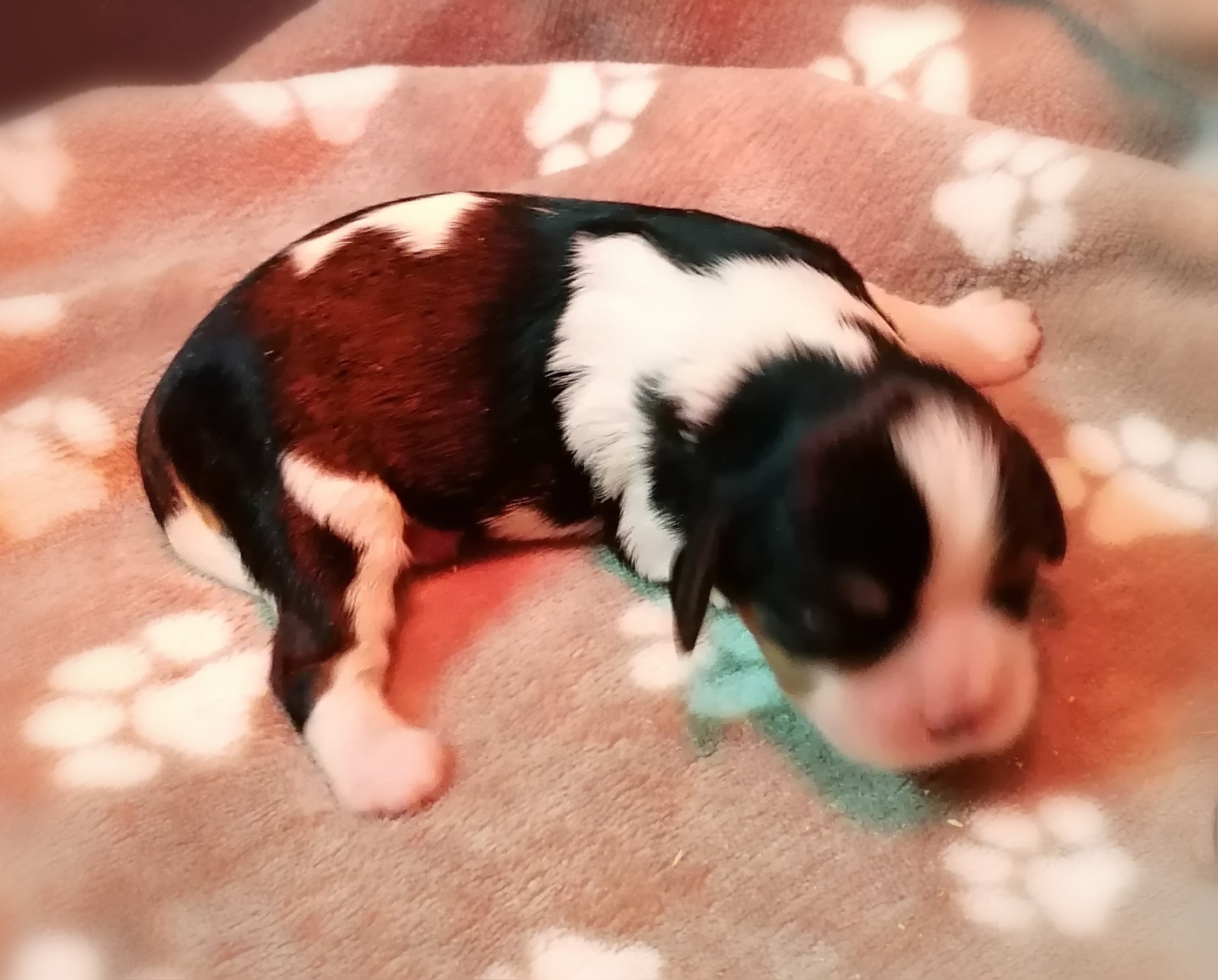 D'Ez Mortes Terres - Chiots disponibles - Cavalier King Charles Spaniel