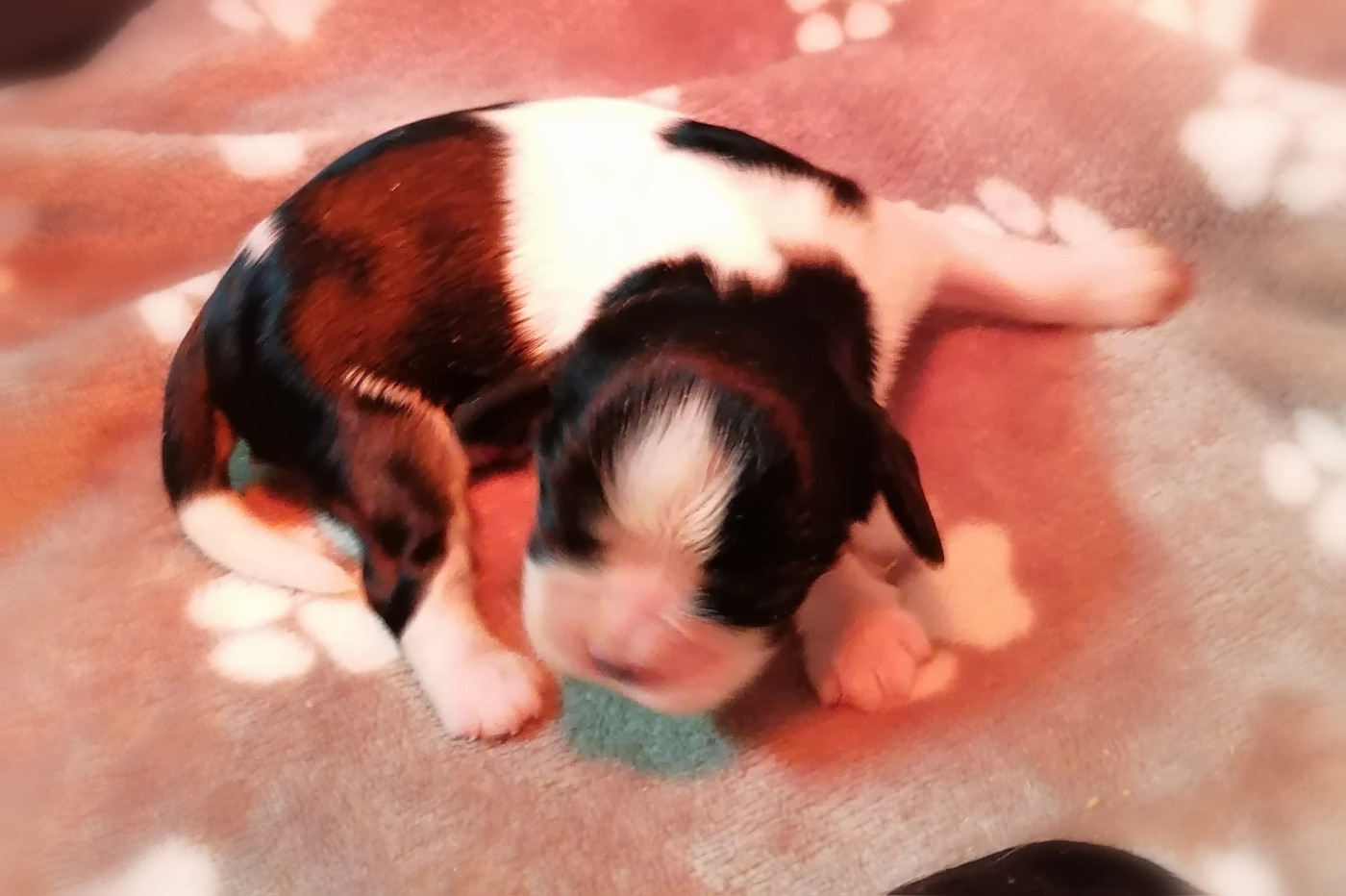 D'Ez Mortes Terres - Chiots disponibles - Cavalier King Charles Spaniel