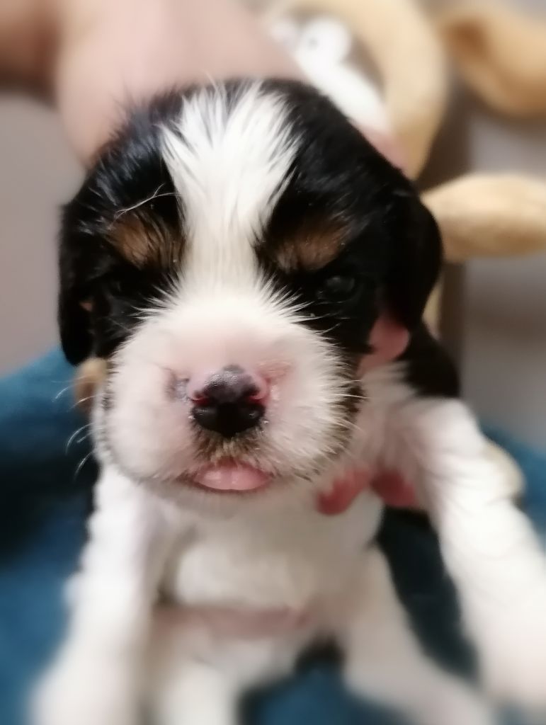 D'Ez Mortes Terres - Chiots disponibles - Cavalier King Charles Spaniel