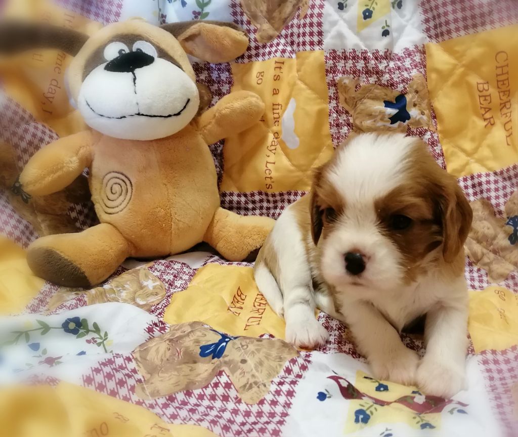 D'Ez Mortes Terres - Chiots disponibles - Cavalier King Charles Spaniel