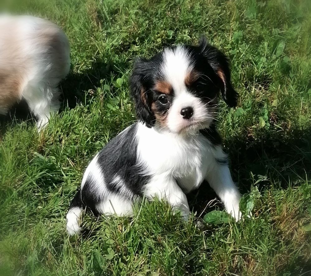 D'Ez Mortes Terres - Chiots disponibles - Cavalier King Charles Spaniel