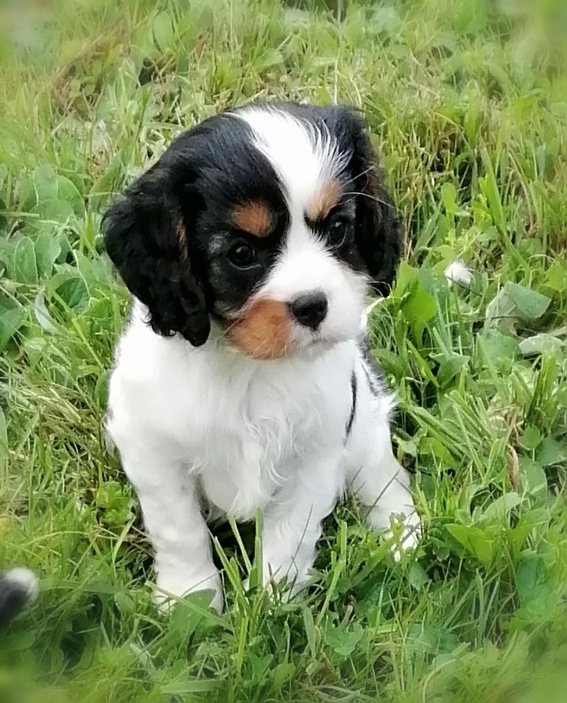 D'Ez Mortes Terres - Chiots disponibles - Cavalier King Charles Spaniel