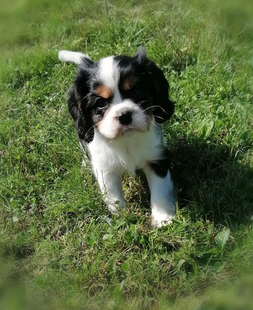D'Ez Mortes Terres - Chiots disponibles - Cavalier King Charles Spaniel