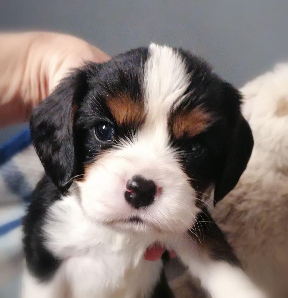 D'Ez Mortes Terres - Chiots disponibles - Cavalier King Charles Spaniel