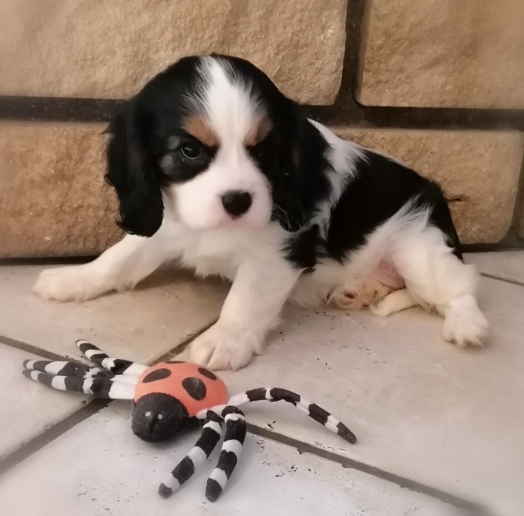 D'Ez Mortes Terres - Chiots disponibles - Cavalier King Charles Spaniel