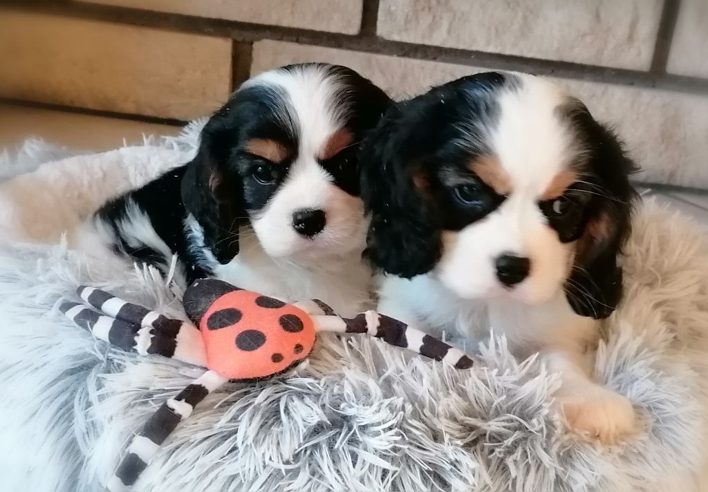 D'Ez Mortes Terres - Chiots disponibles - Cavalier King Charles Spaniel