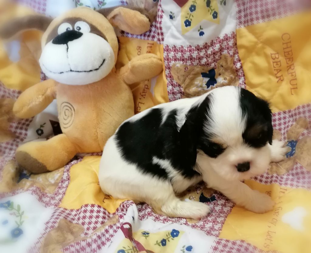 D'Ez Mortes Terres - Chiots disponibles - Cavalier King Charles Spaniel