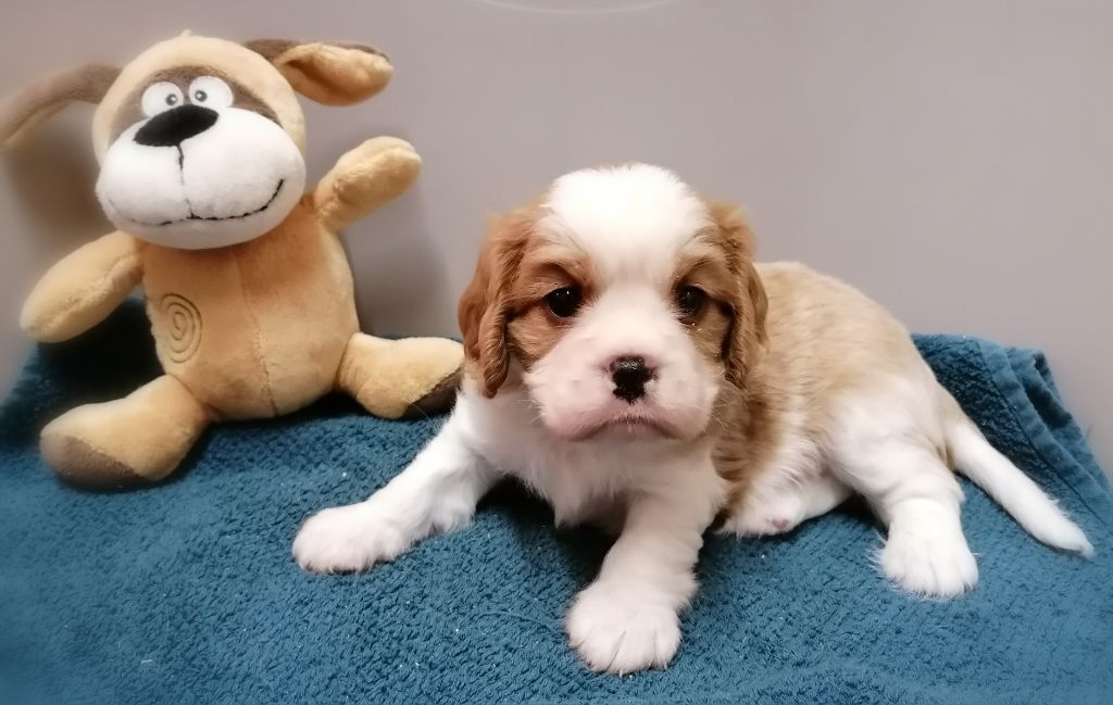 D'Ez Mortes Terres - Chiots disponibles - Cavalier King Charles Spaniel