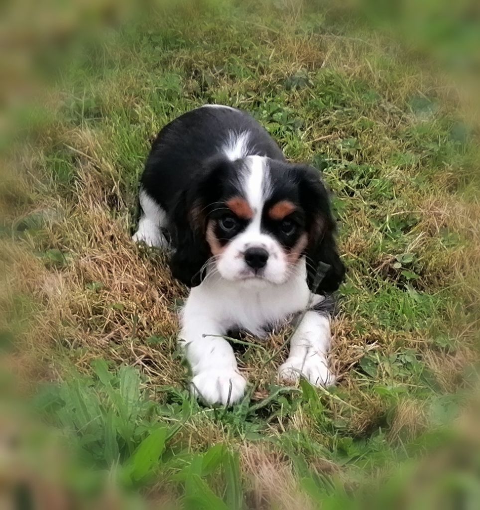 D'Ez Mortes Terres - Chiots disponibles - Cavalier King Charles Spaniel