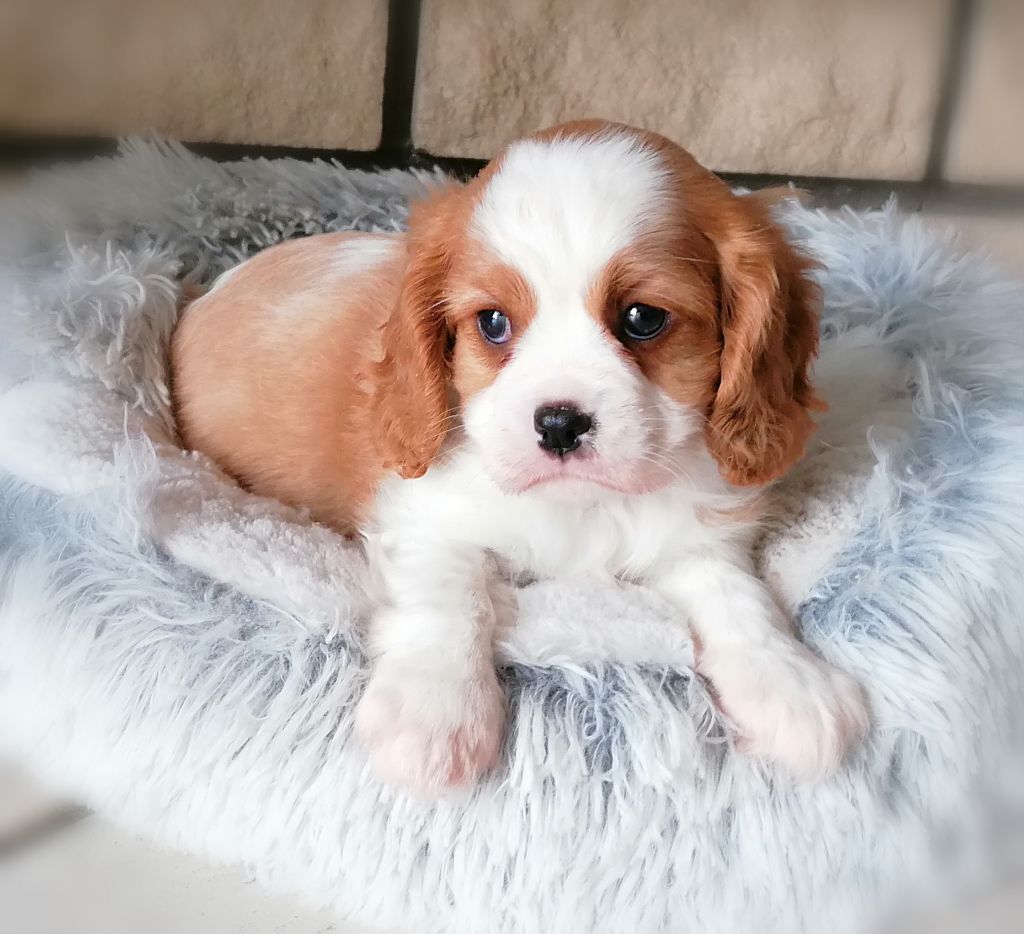 D'Ez Mortes Terres - Chiots disponibles - Cavalier King Charles Spaniel