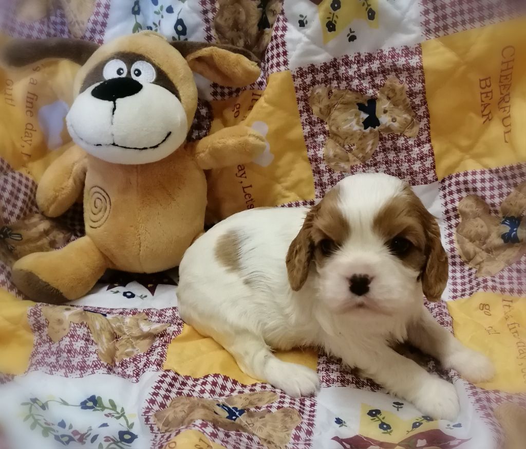 D'Ez Mortes Terres - Chiots disponibles - Cavalier King Charles Spaniel