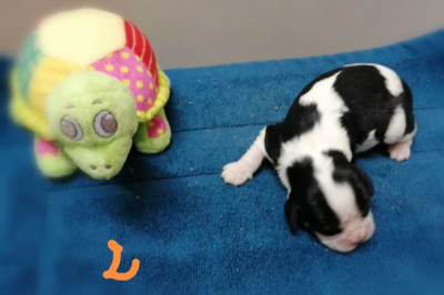 CHIOT 2