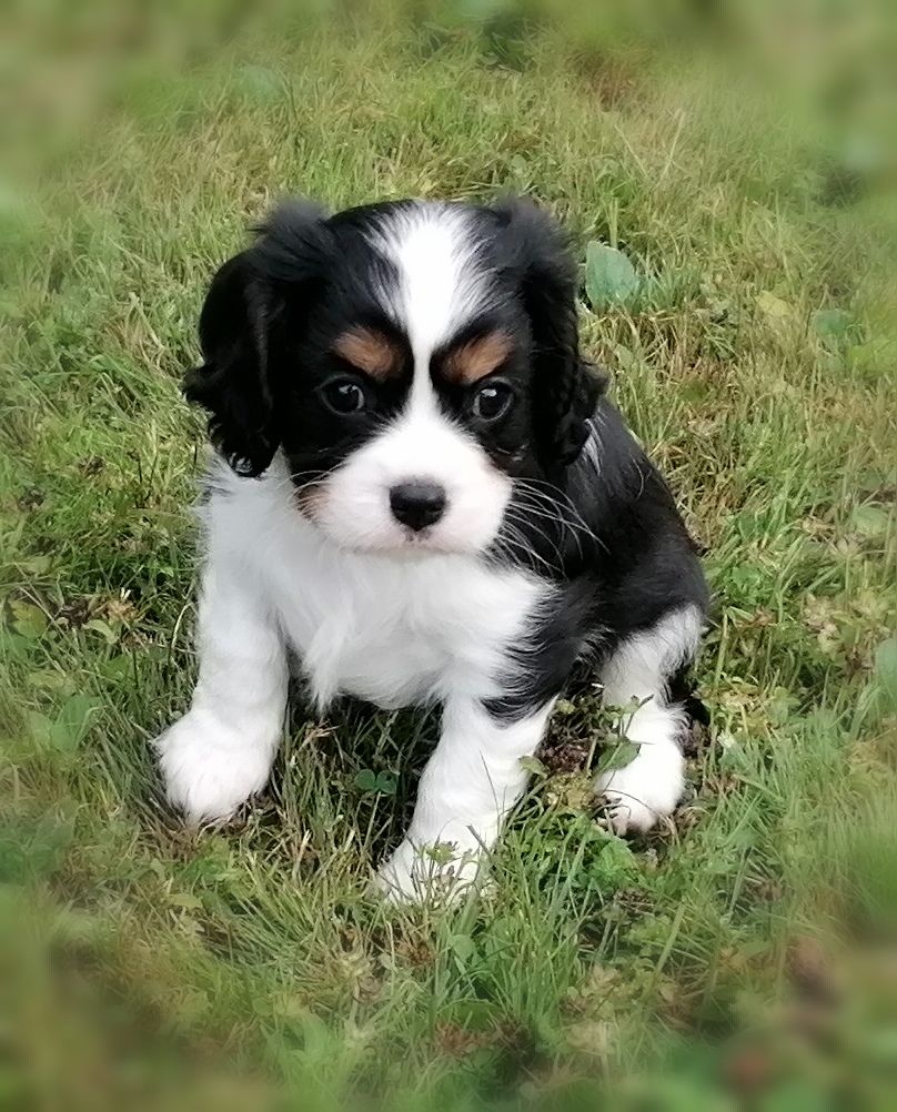 D'Ez Mortes Terres - Chiots disponibles - Cavalier King Charles Spaniel