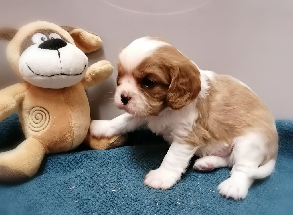 D'Ez Mortes Terres - Chiots disponibles - Cavalier King Charles Spaniel